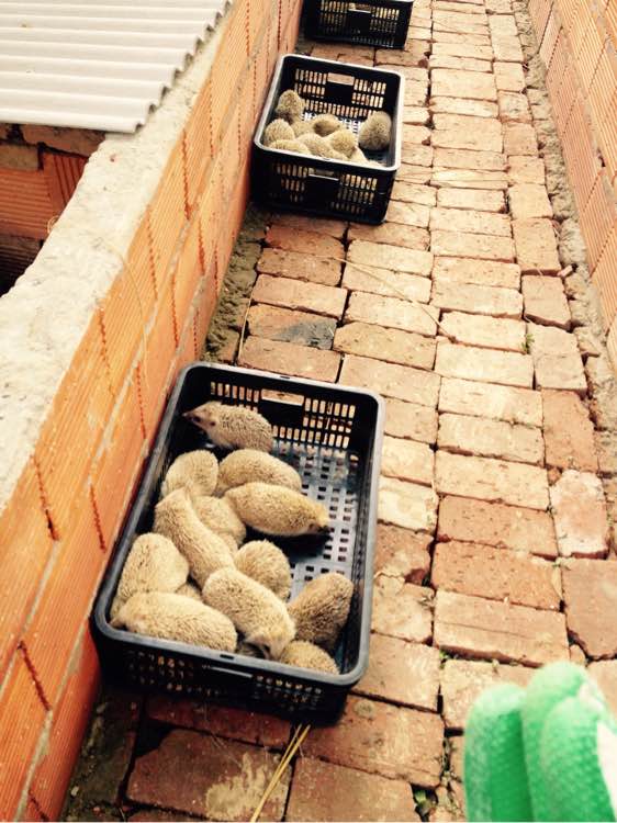 beat365官网中文-王者归来 AG超玩会横扫RNG.M重