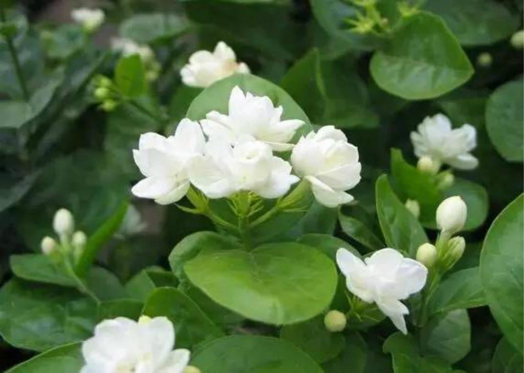 他减伤不如老夫子,爆发不如铠,但是后期只有吕布能与之一战!-beat365官网中文(图2) 他减伤不如老夫子,爆发不如铠,但是后期只有吕布能与之一战!-beat365官网中文(图2)