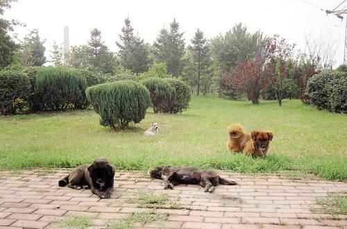 VG遗憾错过丰田杯大师赛 5Power填补空缺-BEAT365(图2)